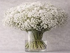 اشتراک پریمیوم